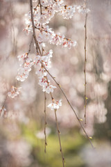 枝垂れ桜