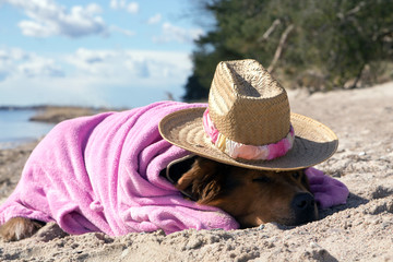 Hund schläft am Strand