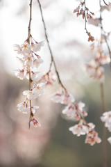 枝垂れ桜