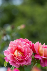 ローズガーデン