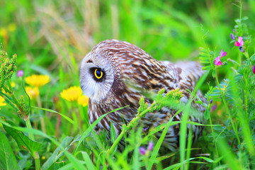 Short-eared Owl (Asio flammeus) in Japan