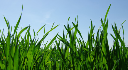Green grass