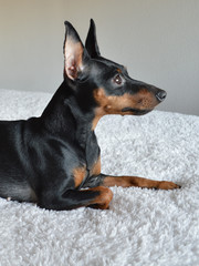 Dog Pinscher