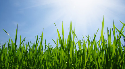 Fototapeta premium Green grass