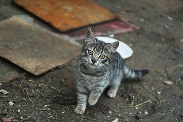 Homeless cat outdoors