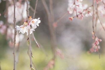 枝垂れ桜