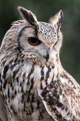 Obraz premium Eagle Owl
