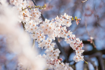 枝垂れ桜