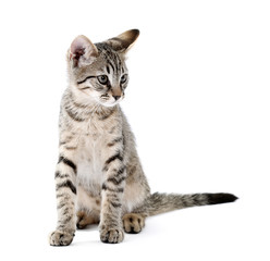 Obraz premium Cute kitten isolated on white