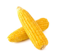 Boiled corn on white background