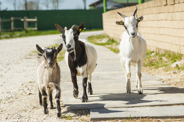 Three running goats