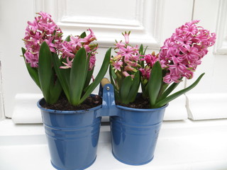 Pink hyacinths