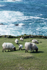 Connemara Blackface Schafe