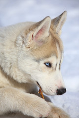 funny puppy chewing on a twig Huskies