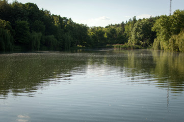 Lake surrounded with trees