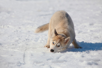 naughty puppy Husky