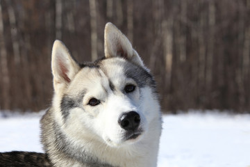 crafty timid gray wolf