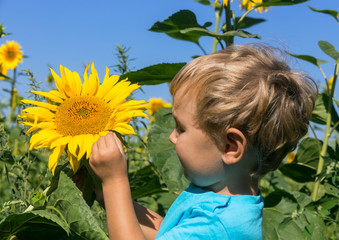 Inquisitive child considers sunflower in the field