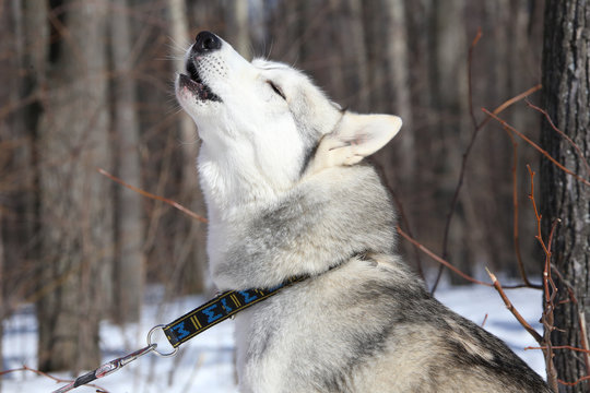 Husky howling - Wolf Song
