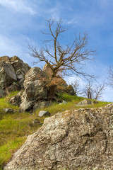 old_tree_in_the_rocks