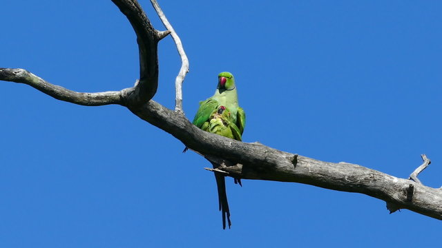 pair of green parrots copulate on tree branch 