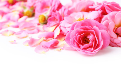 Obraz na płótnie Canvas Beautiful pink rose petals, closeup