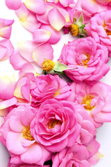 Beautiful pink roses, closeup