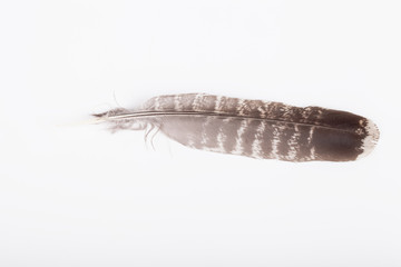 Feather on a light background