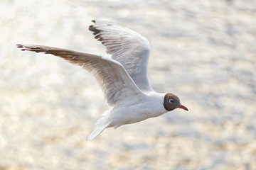 Adult black headed gull in flight over water