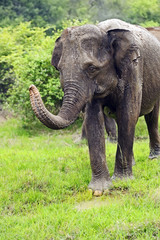 Fototapeta premium Elephant
