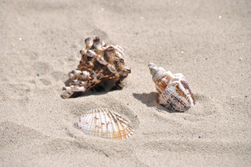 Beautiful shells on the beach in the summer on sea vacation