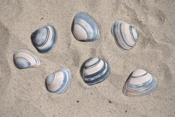 Fototapeta na wymiar Beautiful shells on the beach in the summer on sea vacation
