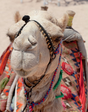 Portrait of a camel Egypt