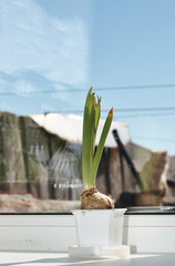 Young green onions in a pot on the windowsill