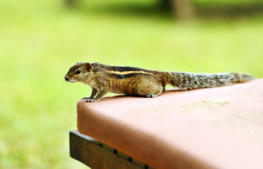 Chipmunk