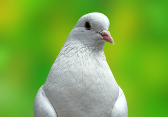 White pigeon