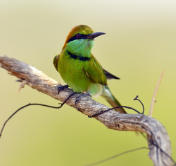 Bee-eater