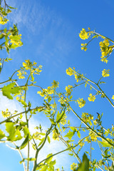 Template di fiori di campo