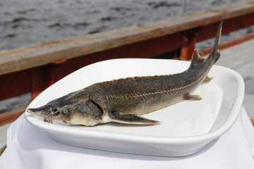 sturgeon fish