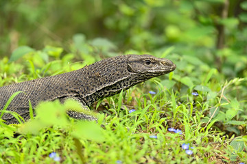 Iguana