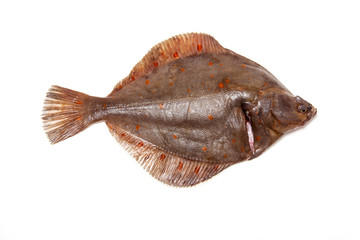 Plaice fish isolated on a white studio background.