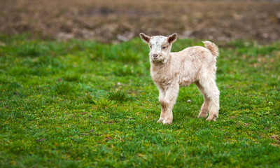 Naklejka na ściany i meble Baby goat on a meadow with copyspace