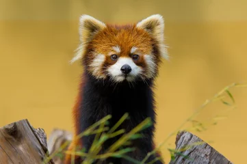 Crédence de cuisine en verre imprimé Panda Panda rouge
