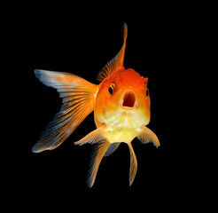 Fototapeta premium goldfish isolated on black background