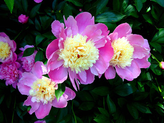 цветы Пионы