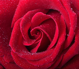 beautiful red rose closeup with drops