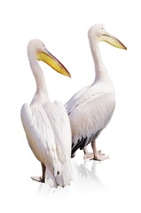 Fototapeta na wymiar Pelicans