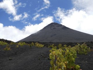 Black volcanic cone with grape vines in foreground
