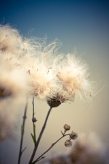 Fototapeta premium Blooming cotton grass in forest
