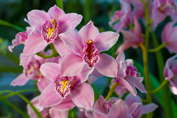 Branche d& 39 orchidée doucement rose